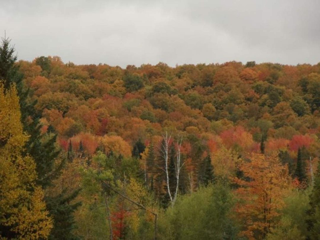 Stephen Aldrich's album, Fall in da yoopie