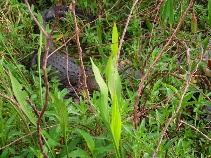 Debra Jones' album, Florida 2