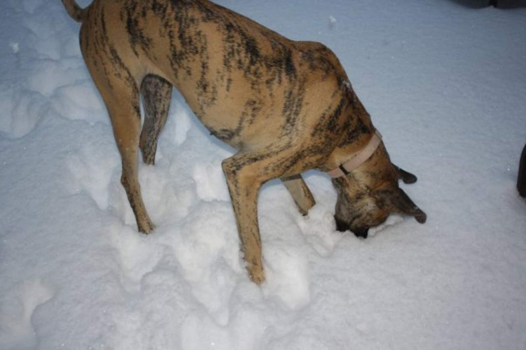Brandy Krediet's album, The Snow of 2009