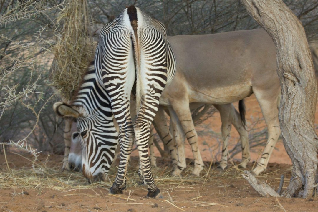 Don Walker's album, Cheetah Refuge