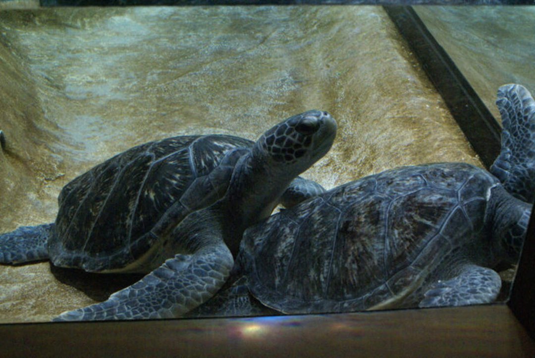 Mike Morris' album, Monterey Bay Aquarium