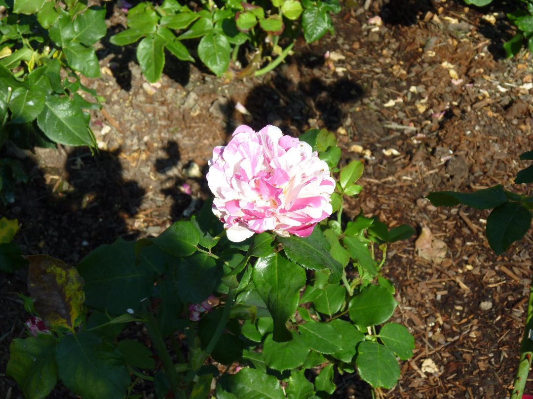 Robert Kelley's album, Portland Rose garden 2011