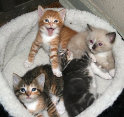 Anthony Willott's album, Kittens