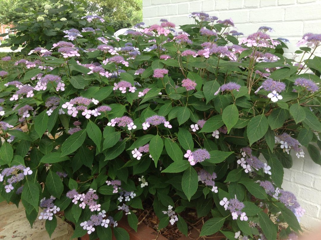 Jane Bourdow's album, Cover Photos