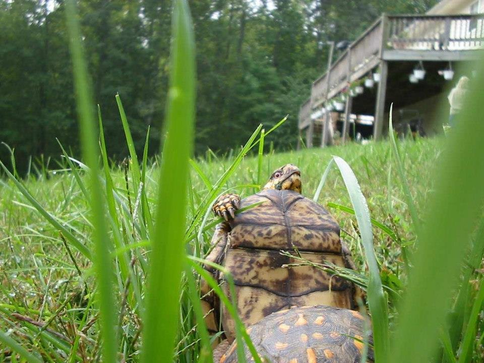 Cind Bell's album, Bad turtles