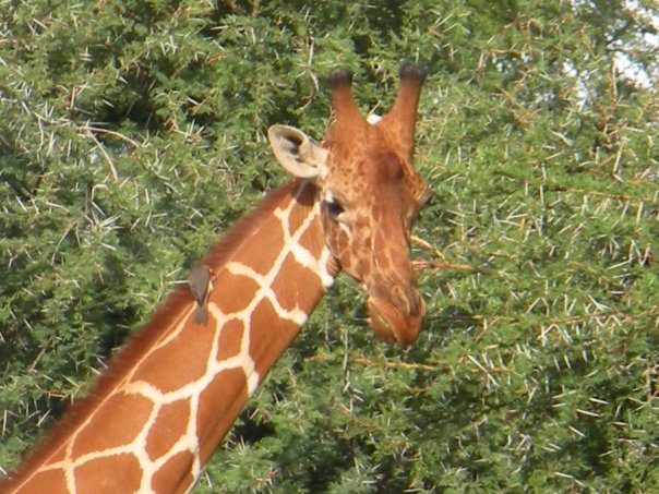 Lisa Orr's album, Samburu Safari, October 2009