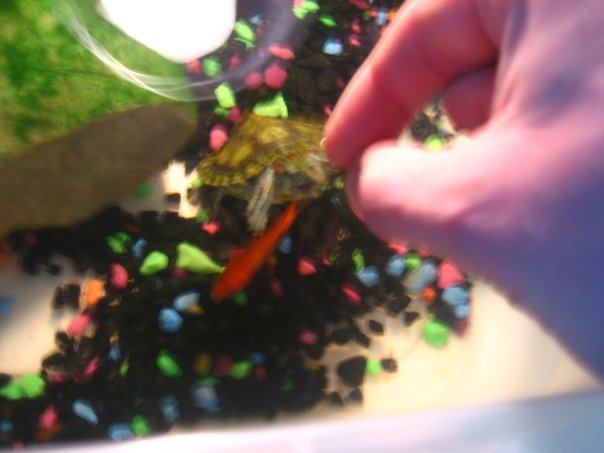 Todd Allison's album, Baby Turtles and Aquariums