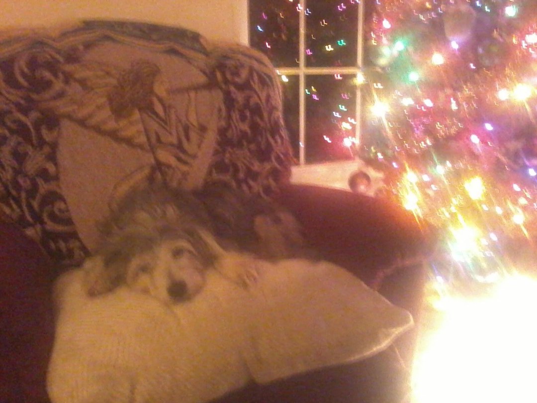 Elizabeth Shupe's album, Cover Photos