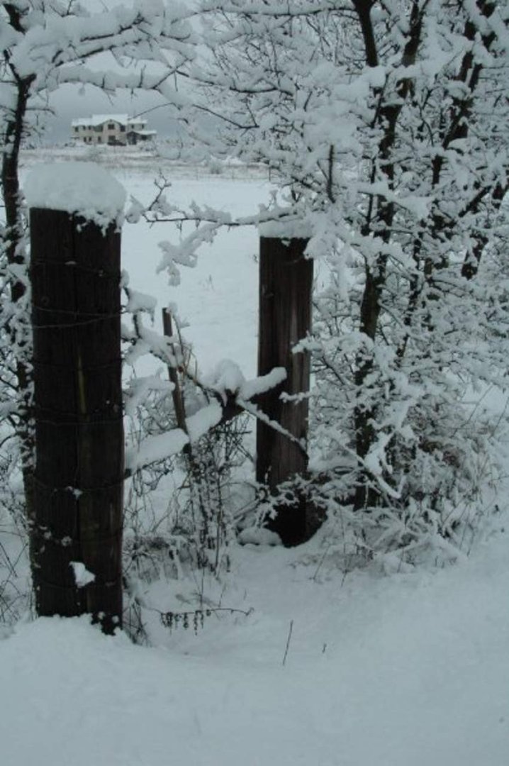 Jane Adams' album, Snowy Day 1-11-10