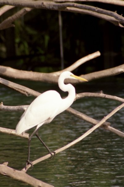 John James' album, Zoo Diego
