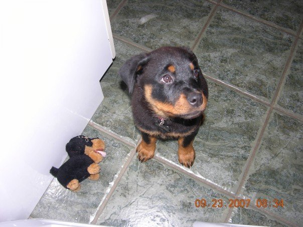 Nancy Calla's album, Bella , (new family addition)