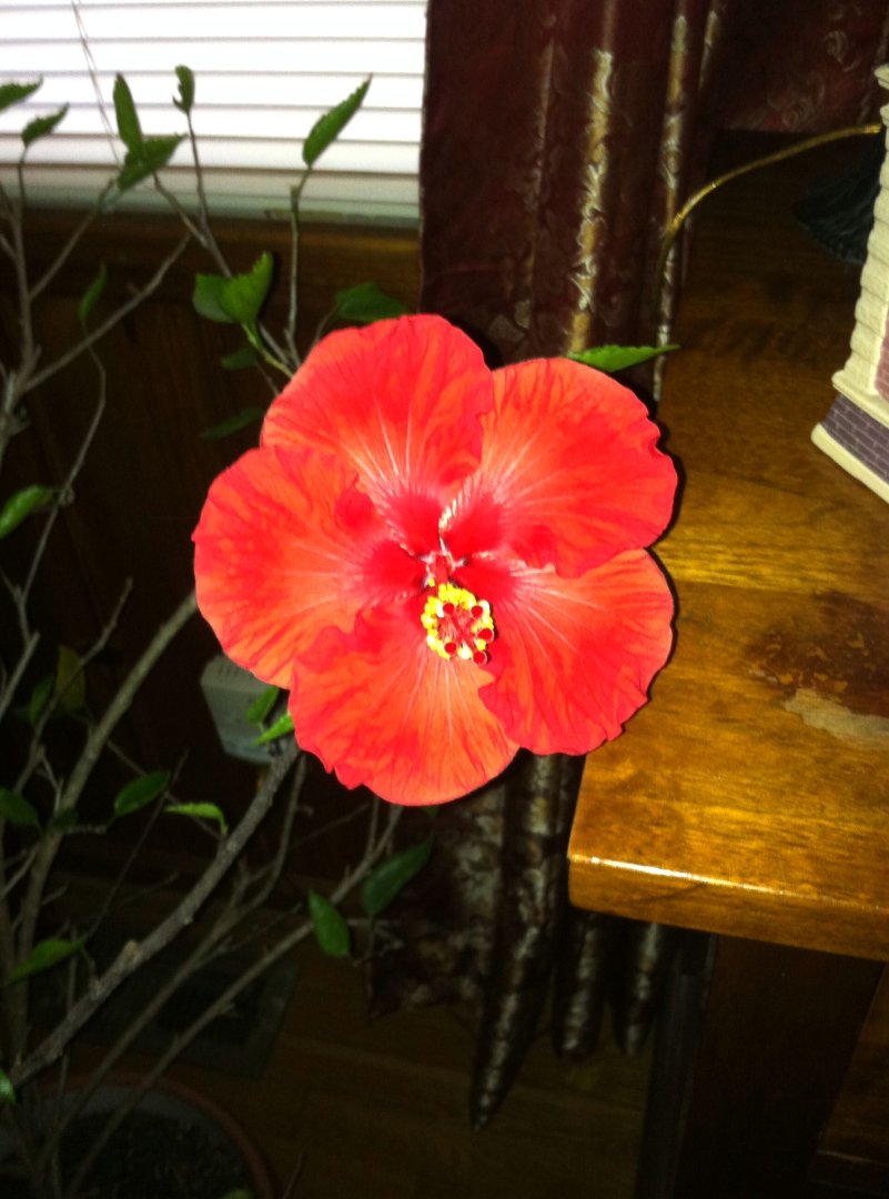 Peggy Emanuel's album, Mobile Uploads