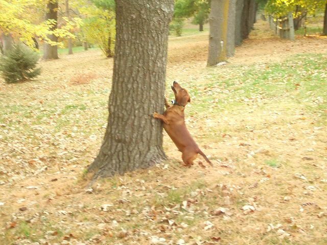 Randy Denniston's album, Cover Photos