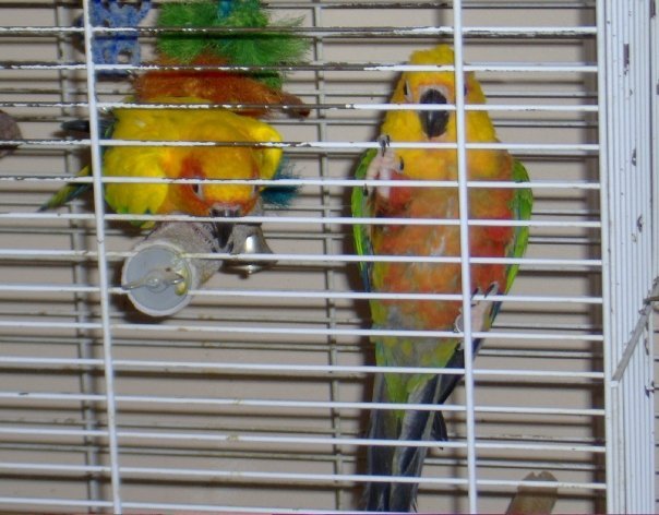 Debra Gamsby's album, Pets