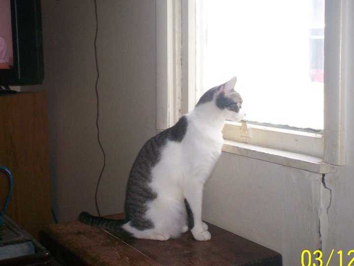James Rizer's album, My mom and I's pet's