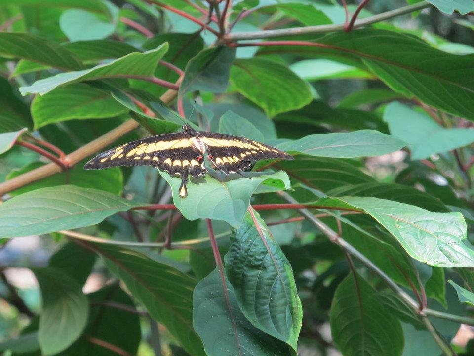 Rex Anne's album, Butterflie Pavilion