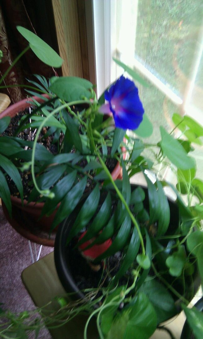 Sandra James' album, Mobile Uploads