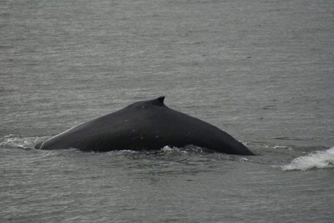 Gary B. Haley's album, Flame, the Humpback Whale