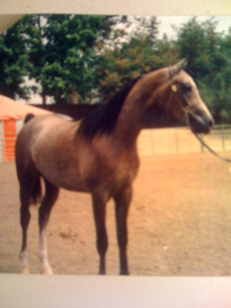 Susan Cole's album, Parador being shown under English saddle.
