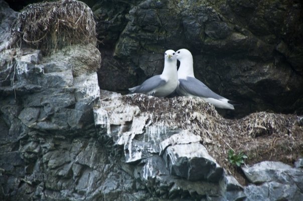 Alan MacKellar's album, First Shots Seen in Alaska: May, 2009