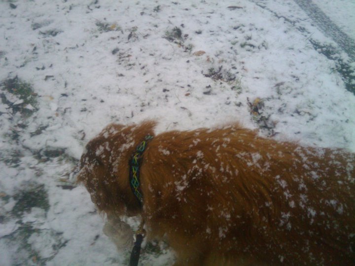 Jerri Andreasen's album, Snow day with Sammy