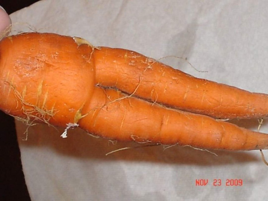 Barbara Smiley-ramirez's album, Mom's x-rated Carrot from garden