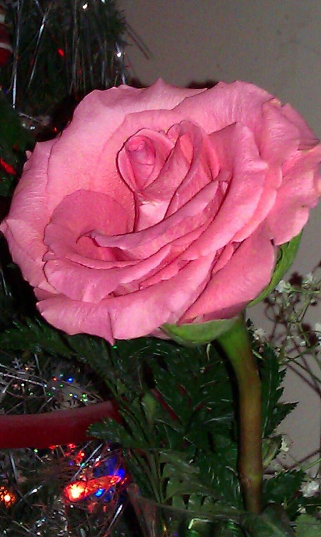 Donna Sylvester's album, Mobile Uploads