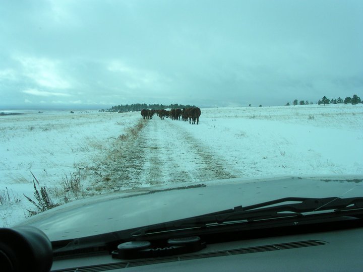 Douglas Glover's album, Hunting trip to MT 11/10