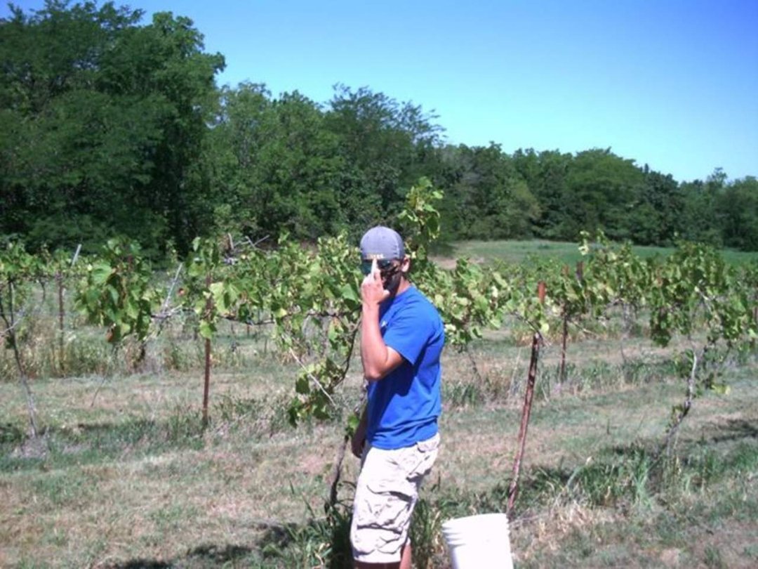 Joseph Ward's album, Vacation and Grape picking 2012