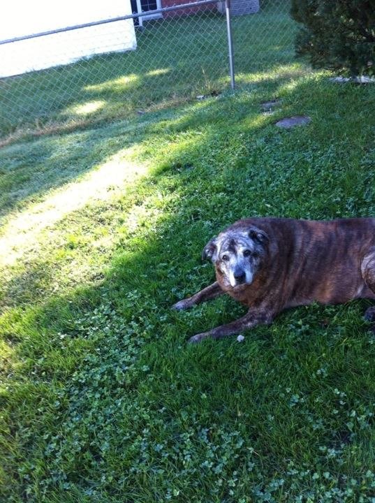 Jerry Adams' album, iOS Photos