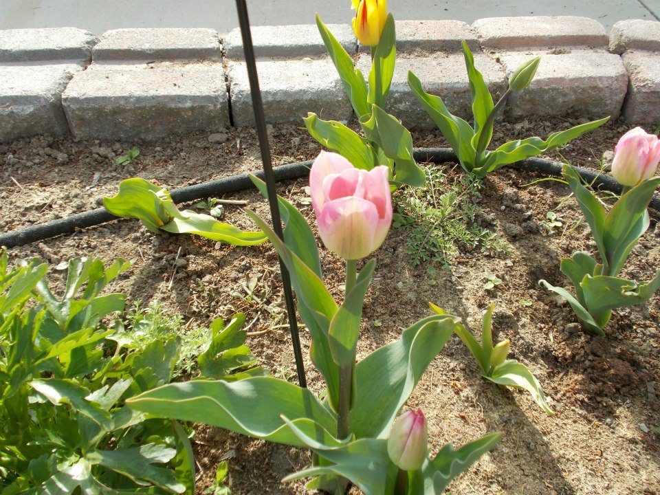 Lynn Sullivan's album, Tulips Spring 2013