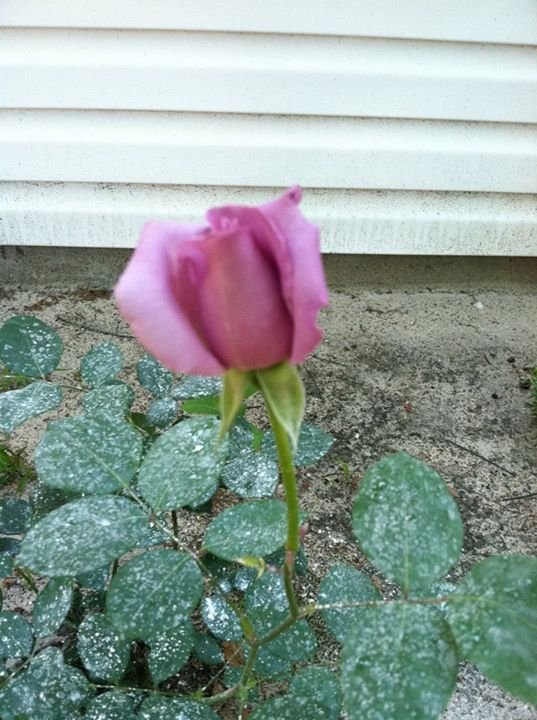 Rita Ford's album, Mobile Uploads