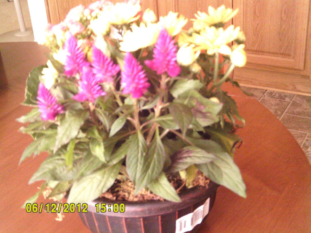 Phyllis Hill's album, Timeline Photos