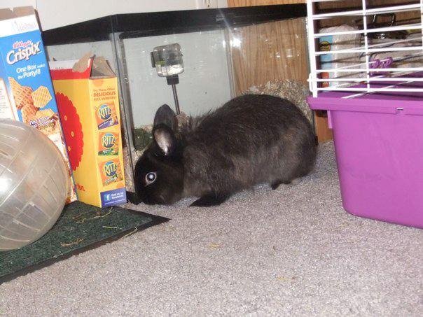 Lisa Risvold's album, Gus