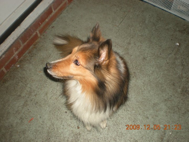 Joanne Riend's album, Profile Pictures