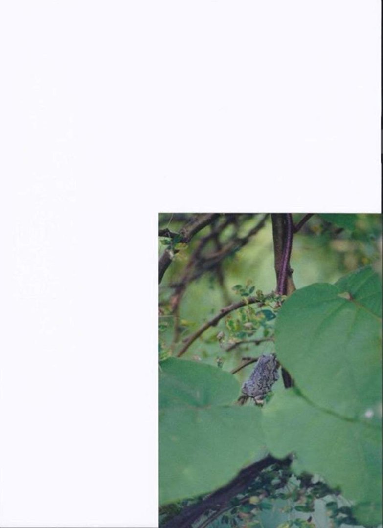 Ellen Jeffs Southern's album, family