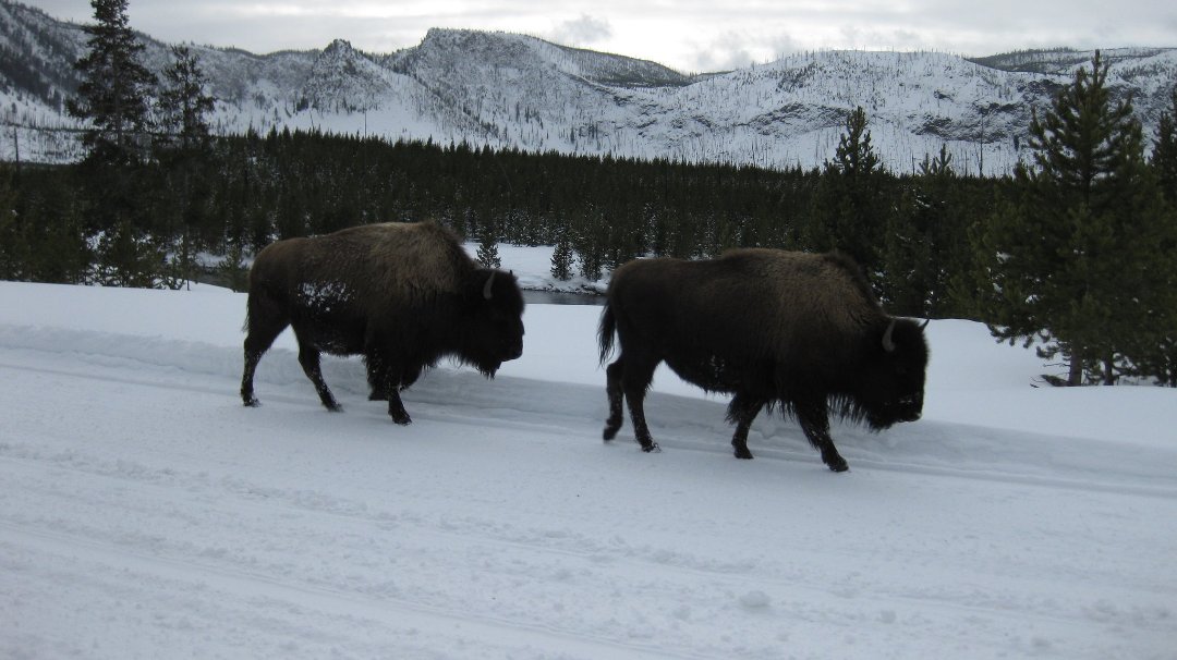 Esther Zaretsky's album, skiing in Montana
