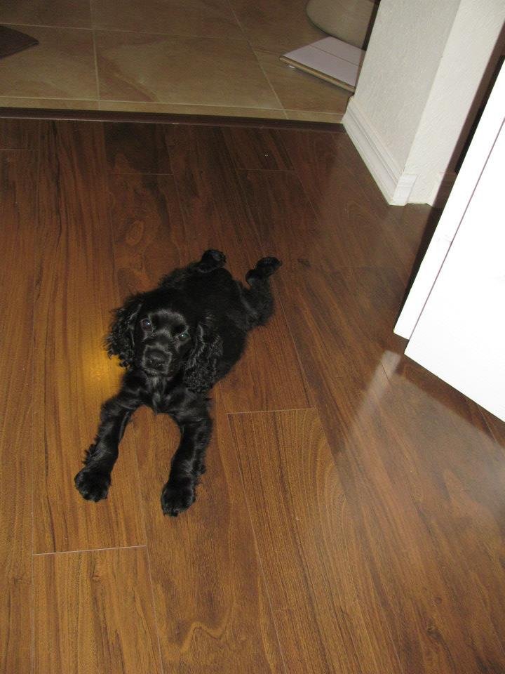 Dwight Bowen's album, Our new addition: Maggie