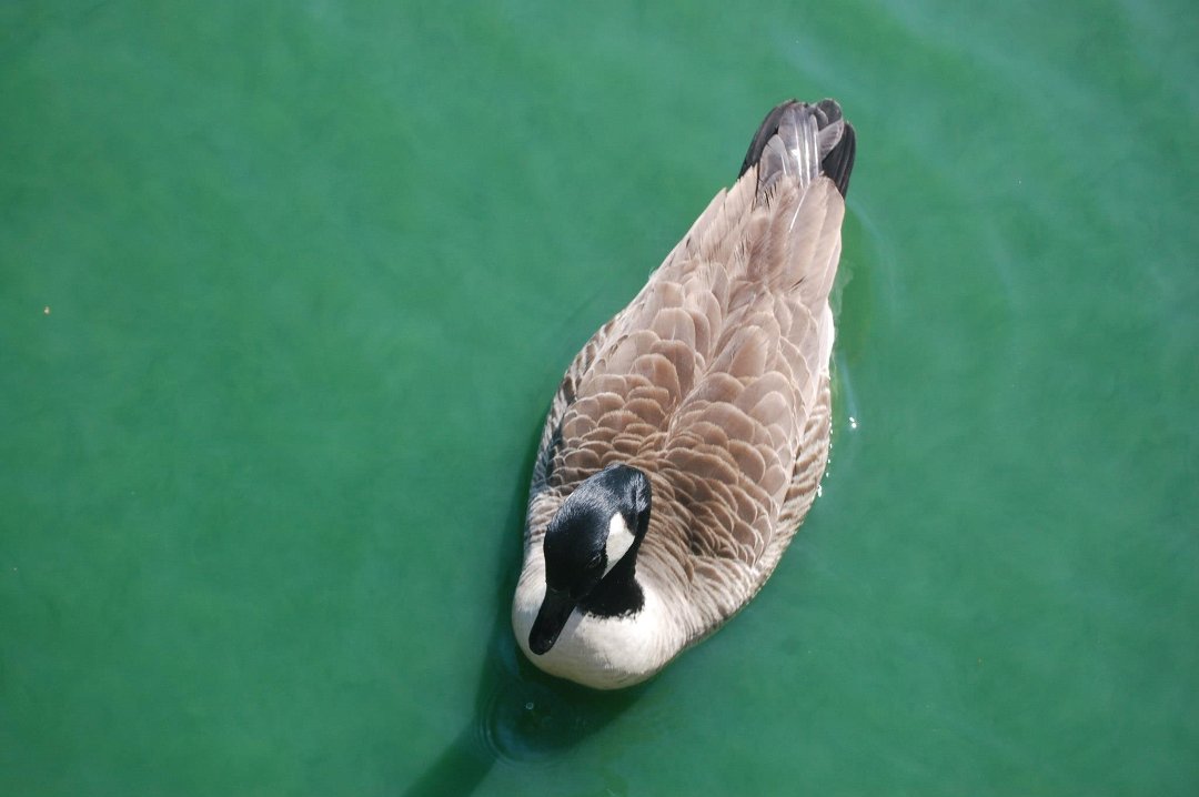 Chris Dix's album, Capron Park Zoo