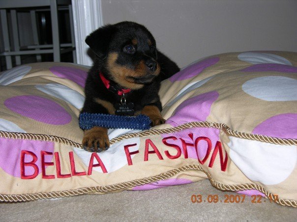 Nancy Calla's album, Bella , (new family addition)