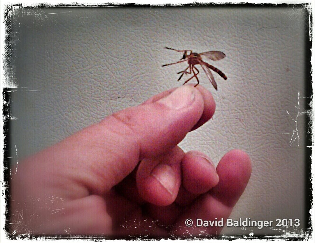 David Baldinger's album, Mobile Uploads