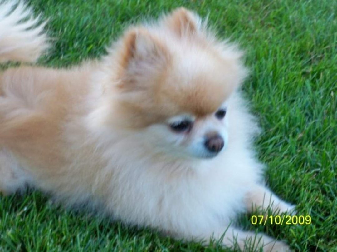 Ruth Masters' album, Pets