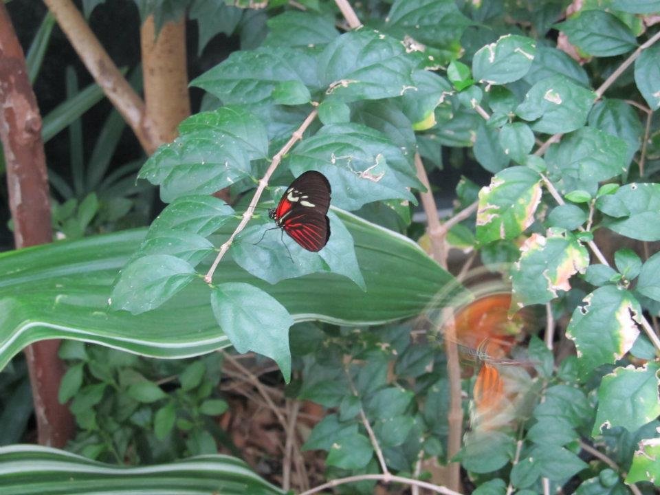 Rex Anne's album, Butterflie Pavilion