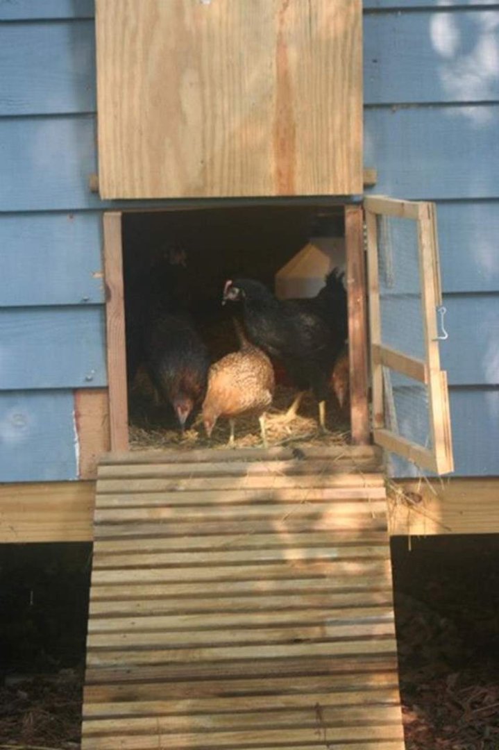 Brian Leduc's album, Where the term "Chicken" comes from