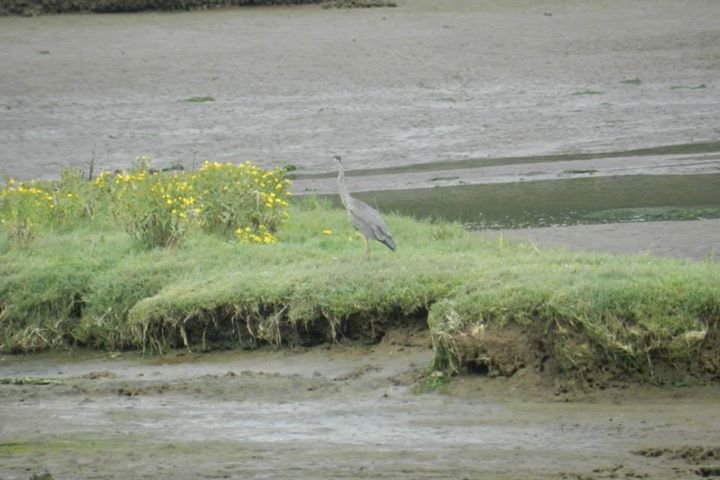Vance McDill's album, Nisqually Wildlife Refuge