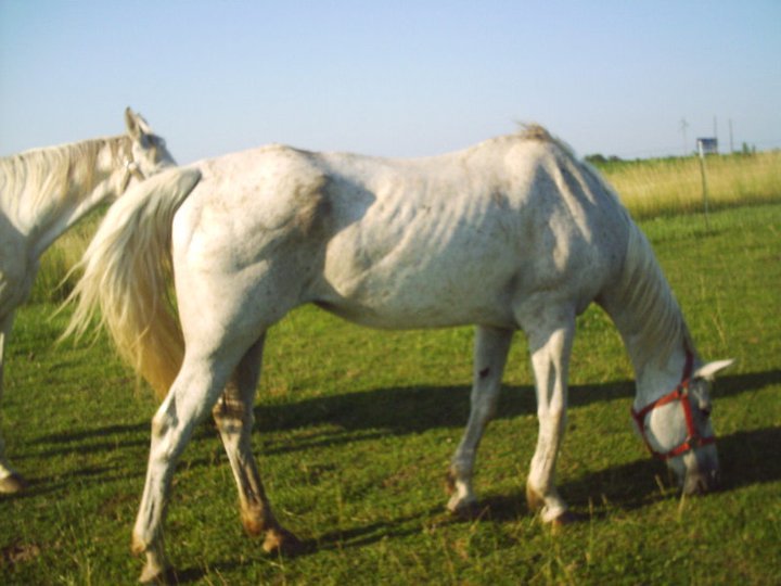 James Howe's album, horses