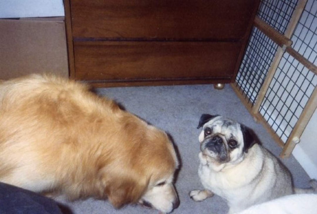 Robert Dunas' album, JIMMY the Pug - In Loving Memory