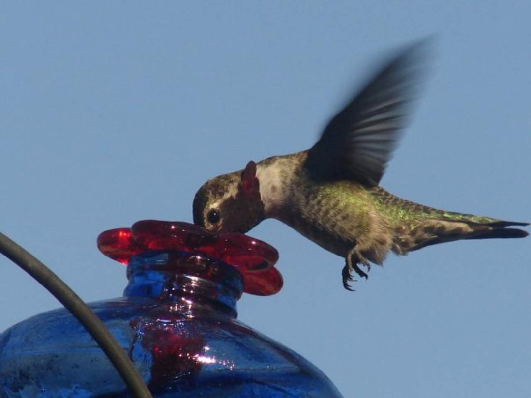Mark Williams' album, 2010 Hummingbird Calendar