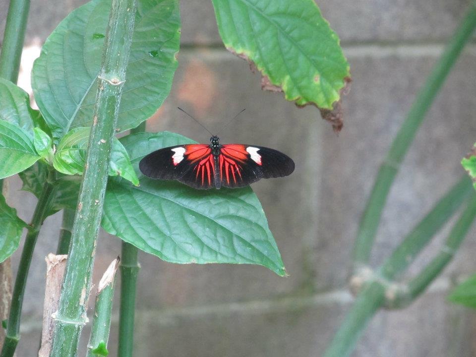 Rex Anne's album, Butterflie Pavilion