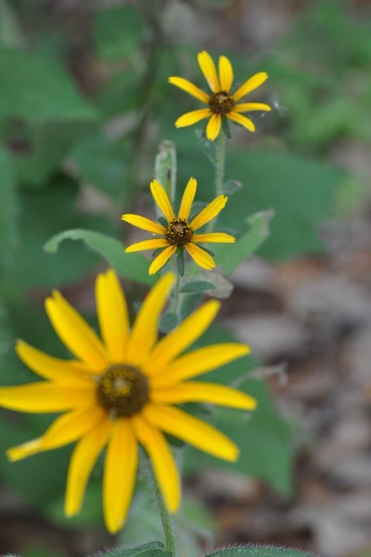 Cyndi Leonards' album, Zilker Botanical Gardens
